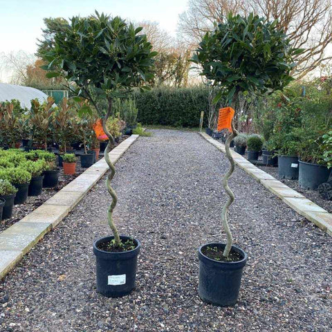 Bay Tree Twisted Stem 120-140cm 12L - Buy Plants Online from  Web Garden Centre - Free Delivery