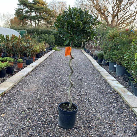 Bay Tree Twisted Stem 120-140cm 12L - Buy Plants Online from  Web Garden Centre - Free Delivery