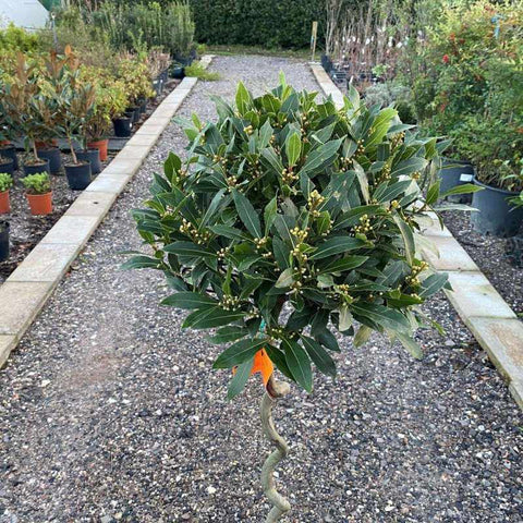 Bay Tree Twisted Stem 120-140cm 12L - Buy Plants Online from  Web Garden Centre - Free Delivery