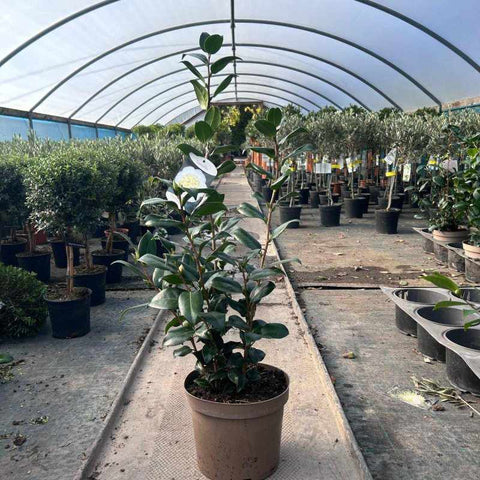 Camellia Japonica 'Birchfield Yellow' 80-100cm 4L - Buy Plants Online from  Web Garden Centre - Free Delivery