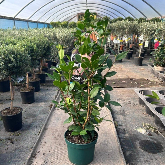 Camellia Japonica 'Olorosa' 80-100cm 4L - Web Garden Centre