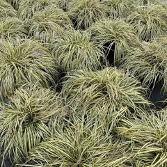 Carex 'Everglow' 40-60cm 7.5L - Web Garden Centre