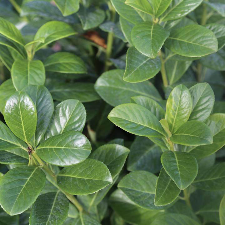 Cherry Laurel Container Grown Hedging Plant - Buy Plants Online from  Web Garden Centre - Just £21.50! 