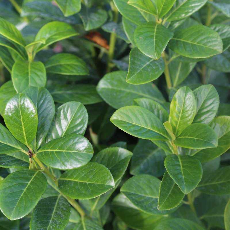 Cherry Laurel Root Ball Hedging - Pallet Deal - Free Delivery - Buy Plants Online from  Web Garden Centre - Free Delivery