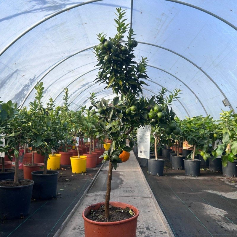 Chinotto Citrus Tree 80-100cm 5L - Buy Plants Online from  Web Garden Centre - Just £45! 