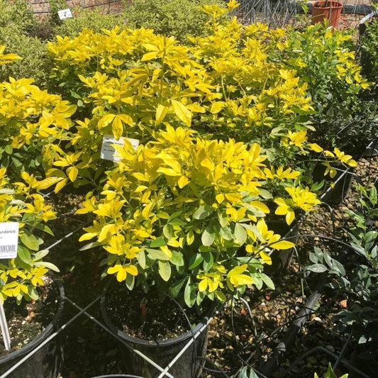 Choisya Ternata Sundance 50cm 10L - Buy Plants Online from  Web Garden Centre - Just £45! 