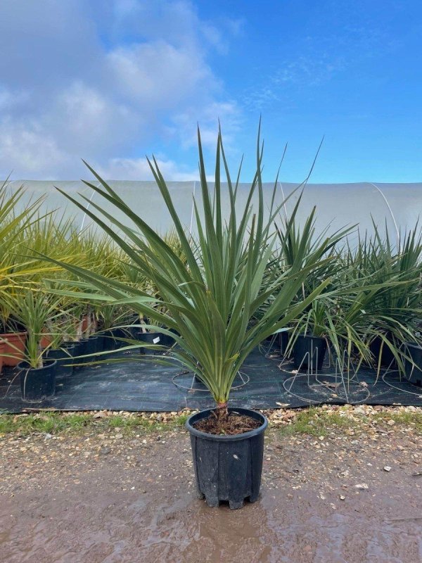 Cordyline Indivisa 120-130cm 18L - Buy Plants Online from  Web Garden Centre - Just £47! 