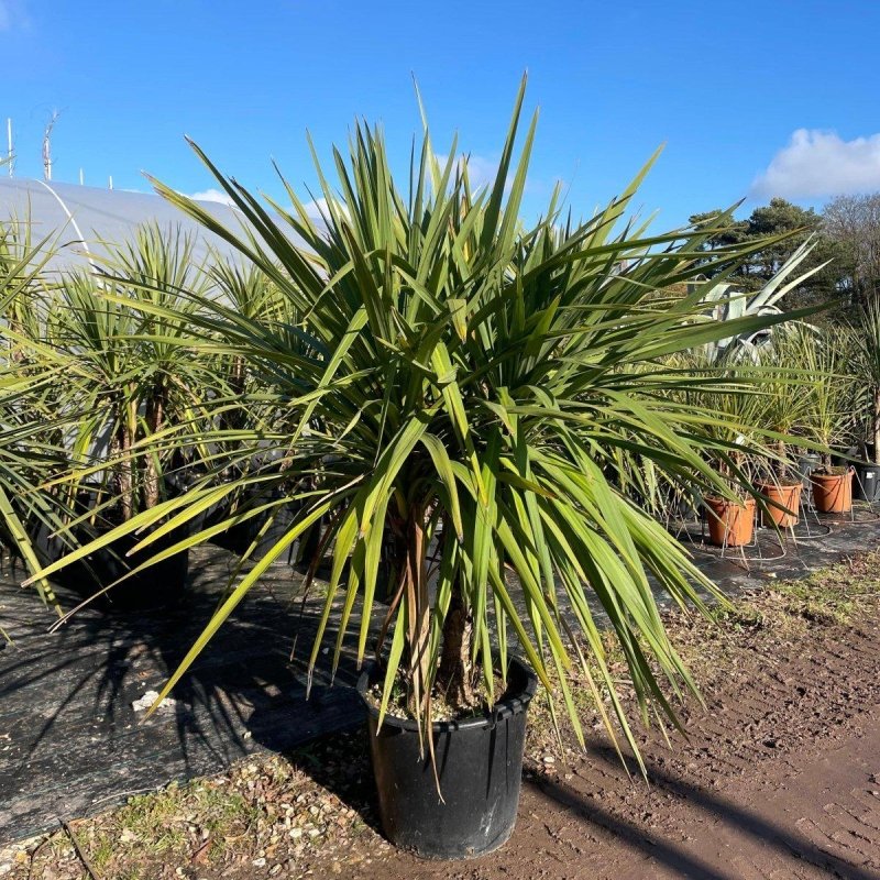 Cordyline Indivisa Multi-Trunk 130-140cm 30L - Buy Plants Online from  Web Garden Centre - Just £230! 