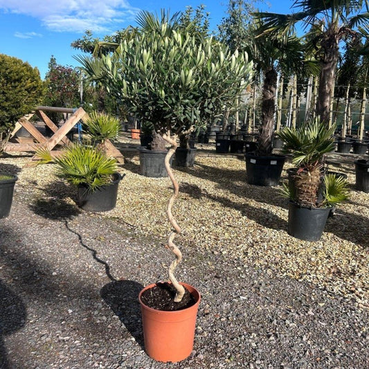 Corkscrew Olive Tree 140-160cm 12L - Web Garden Centre