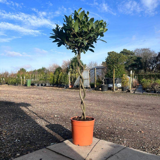 Double Corkscrew Bay Tree 140cm 10L - Buy Plants Online from  Web Garden Centre - Just £125! 