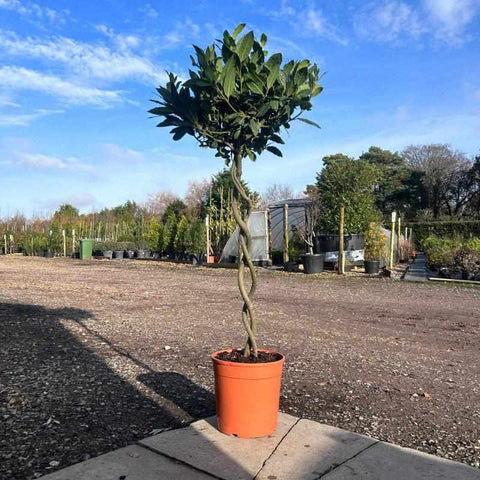 Double Corkscrew Bay Tree 140cm 10L - Buy Plants Online from  Web Garden Centre - Free Delivery