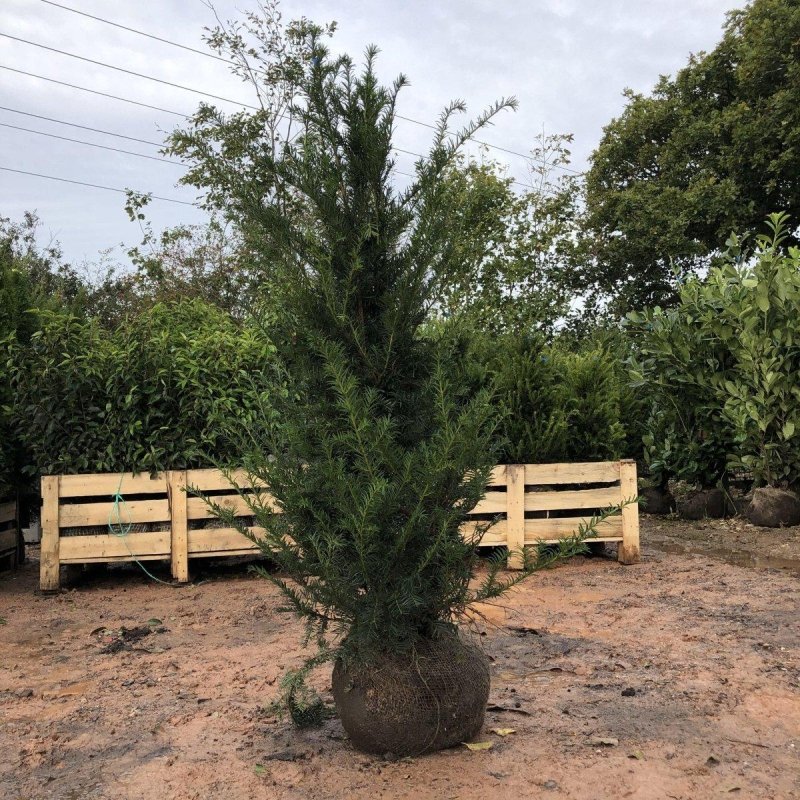 English Yew Root Ball Hedging - Pallet Deal - Web Garden Centre