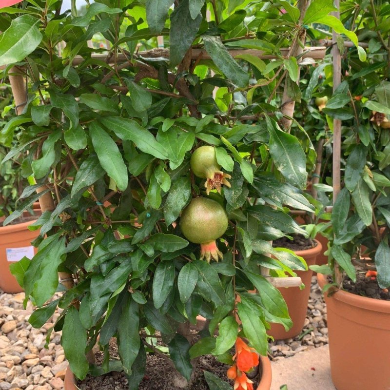 Espalier Pomegranate 60-80cm 3L - Buy Plants Online from  Web Garden Centre - Just £49.50! 
