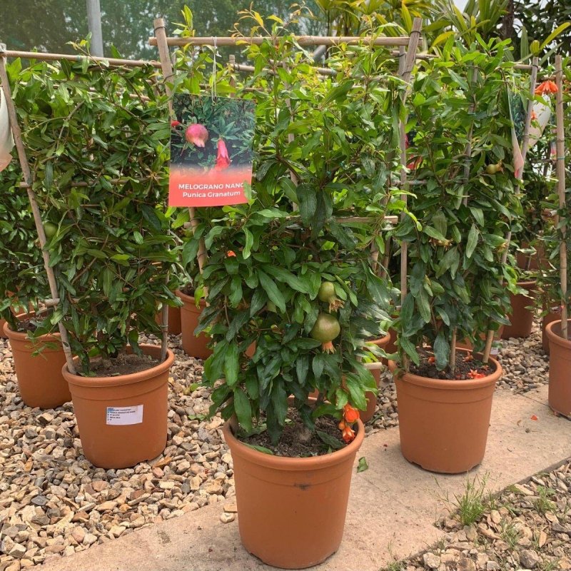 Espalier Pomegranate 60-80cm 3L - Web Garden Centre