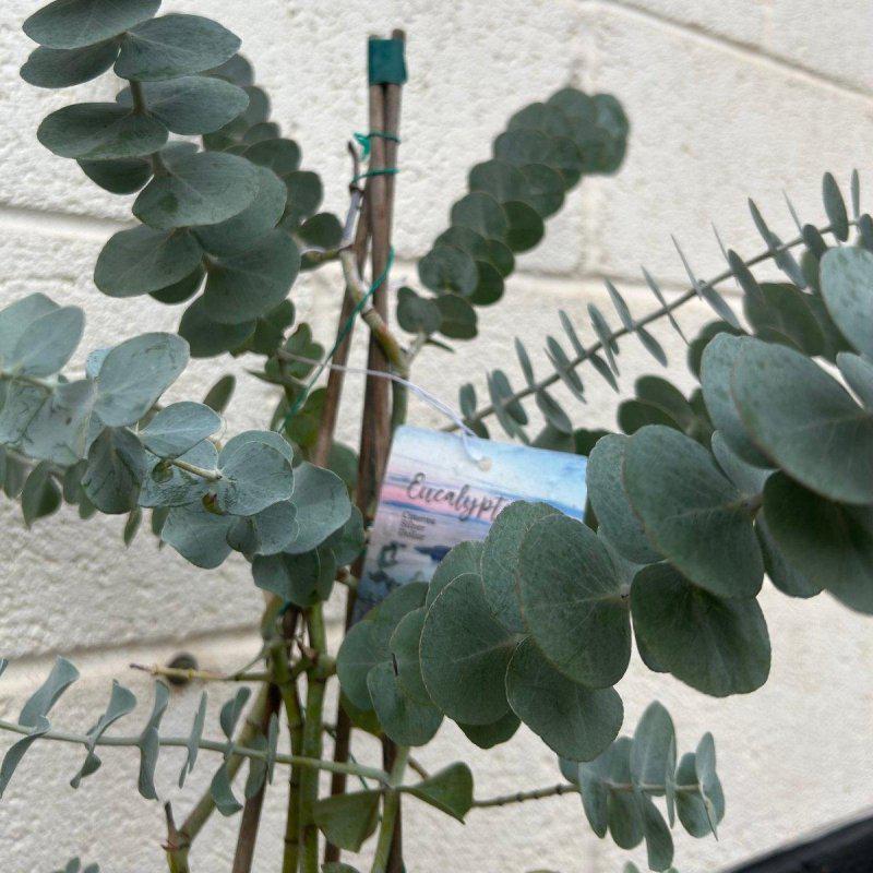 Eucalyptus Cinerea 'Silver Dollar' Pyramid - 80-100cm 3L - Buy Plants Online from  Web Garden Centre - Just £40! 