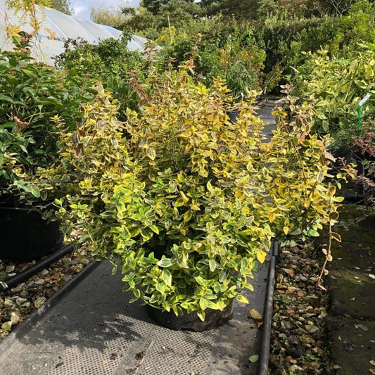 Euonymus Fort. 'Emerald Gold' 50-60cm 7.5L - Buy Plants Online from  Web Garden Centre - Just £47.50! 