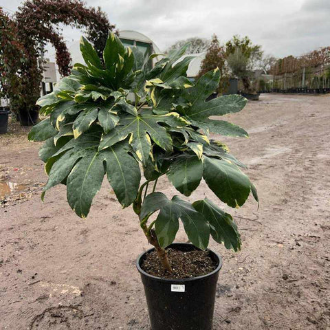 Fatsia japonica 'Variegata' 110-120cm 10L - Buy Plants Online from  Web Garden Centre - Free Delivery