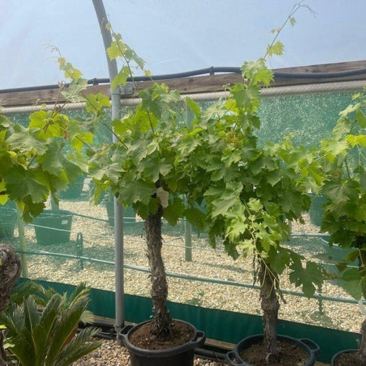 Gnarled Trunk Grapevine - Vitis vinifera 140-160cm 50L - Buy Plants Online from  Web Garden Centre - Just £220! 