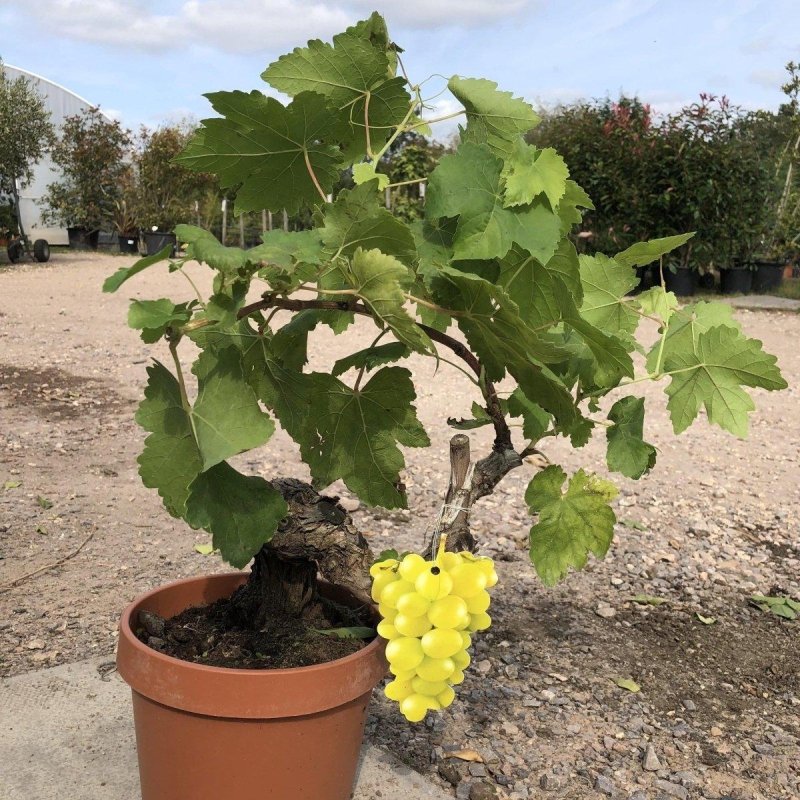 Grapevine Bonsai Tree 40-60cm 3L - Buy Plants Online from  Web Garden Centre - Just £39.50! 