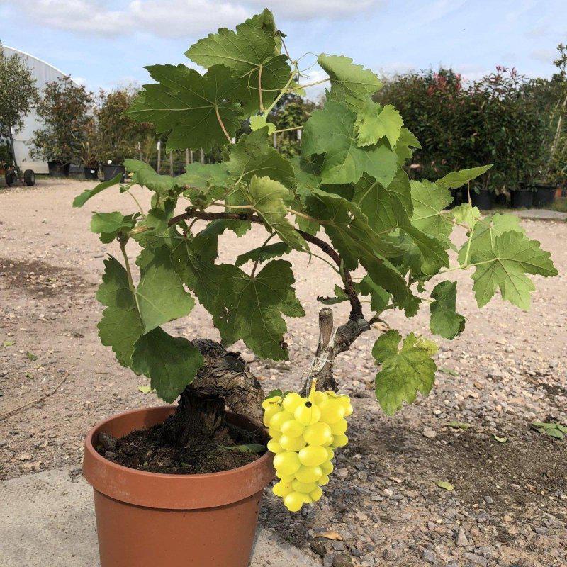 bonsai grape tree Grapevine Bonsai Tree 40-60cm Available at Web Garden Centre