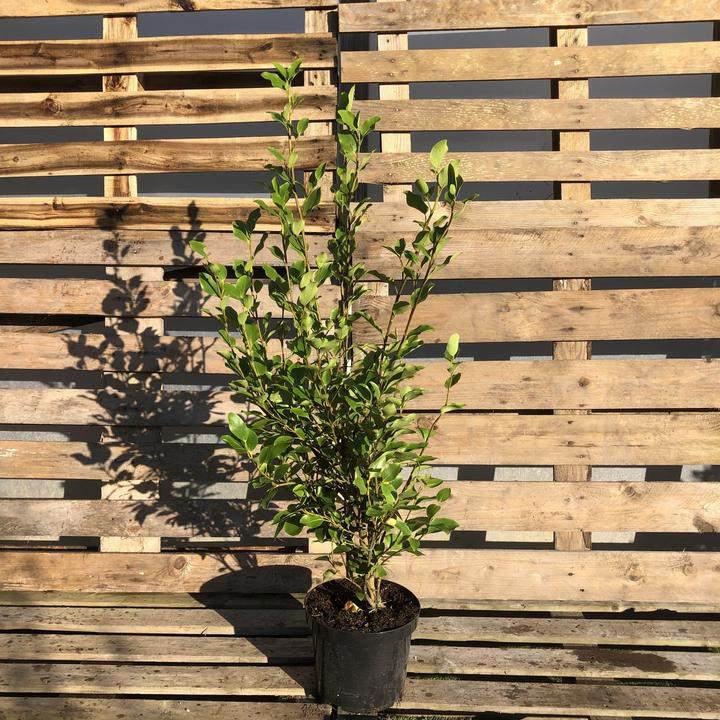 Griselinia Container Grown Hedging Plant - Web Garden Centre
