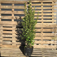 Griselinia Container Grown Hedging Plant - Web Garden Centre