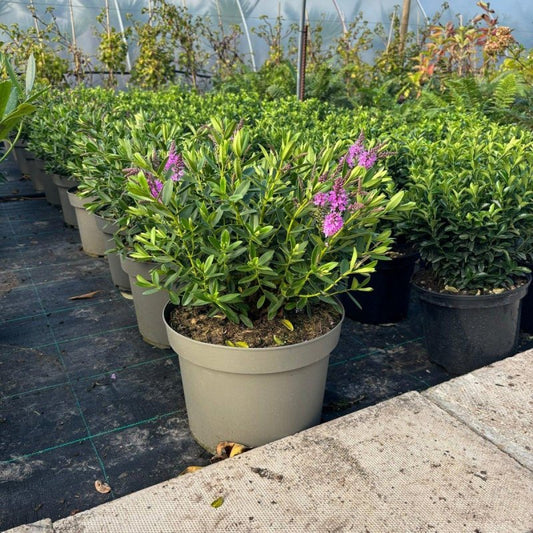 Hebe ‘Mette’ 30-40cm 7.5L - Buy Plants Online from  Web Garden Centre - Just £35.50! 