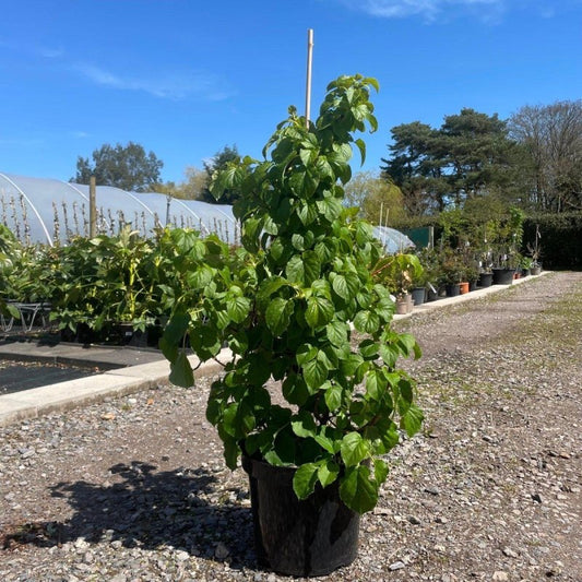 Hydrangea Anomala Petiolaris - Buy Plants Online from  Web Garden Centre - Just £40! 