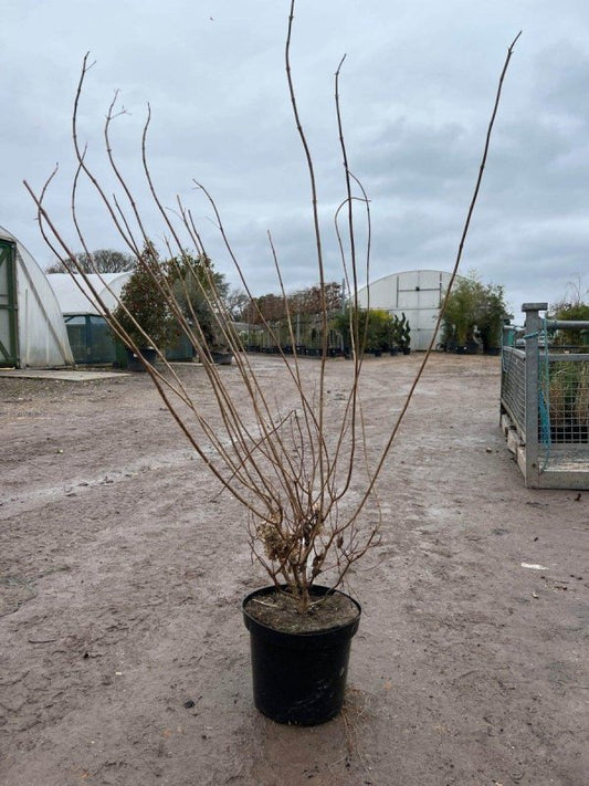 Hydrangea pan. 'Limelight' 80-100cm 7.5L - Buy Plants Online from  Web Garden Centre - Just £45! 