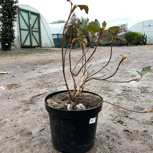 Hydrangea Quercifolia 60-80cm 7.5L - Buy Plants Online from  Web Garden Centre - Just £45! 