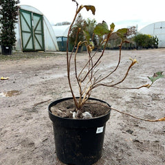 Hydrangea Quercifolia 60-80cm 7.5L - Web Garden Centre