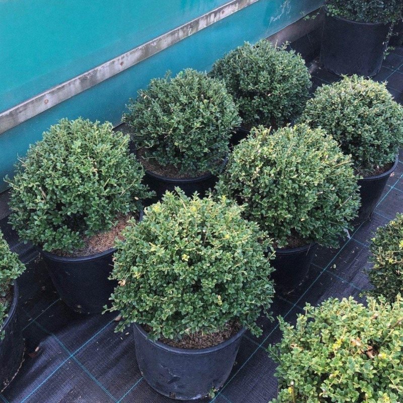 Ilex Crenata Topiary Ball - Buy Plants Online from  Web Garden Centre - Just £30! 