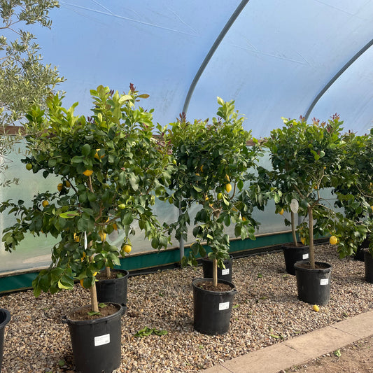 Lemon Citrus Tree 160-170cm - Web Garden Centre
