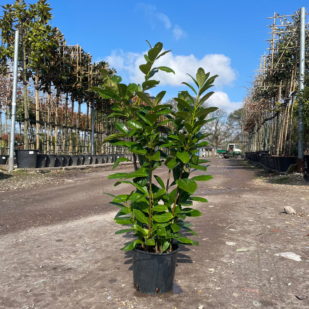Cherry Laurel Container Grown Hedging Plant - Web Garden Centre