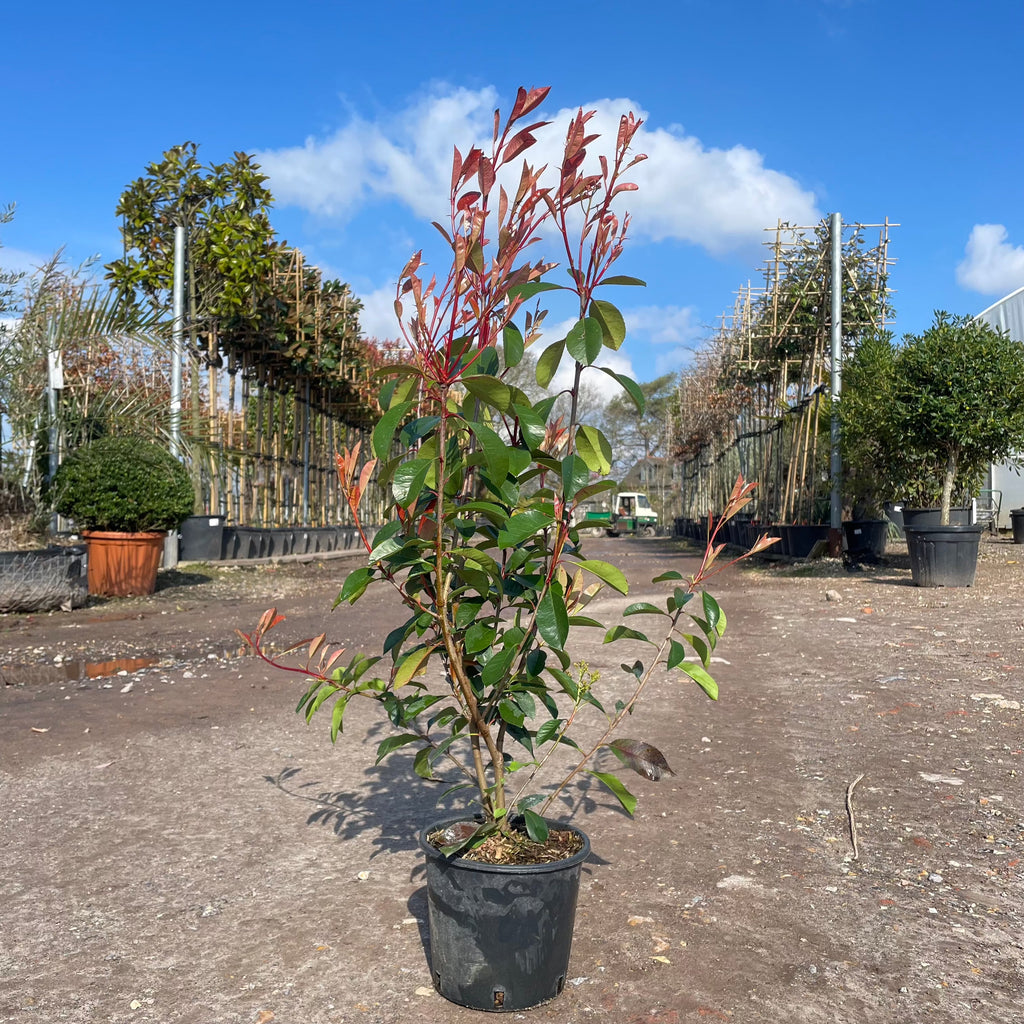 Photinia x Fraseri 'Red Robin' Container Grown Hedging Plant - Web Garden Centre