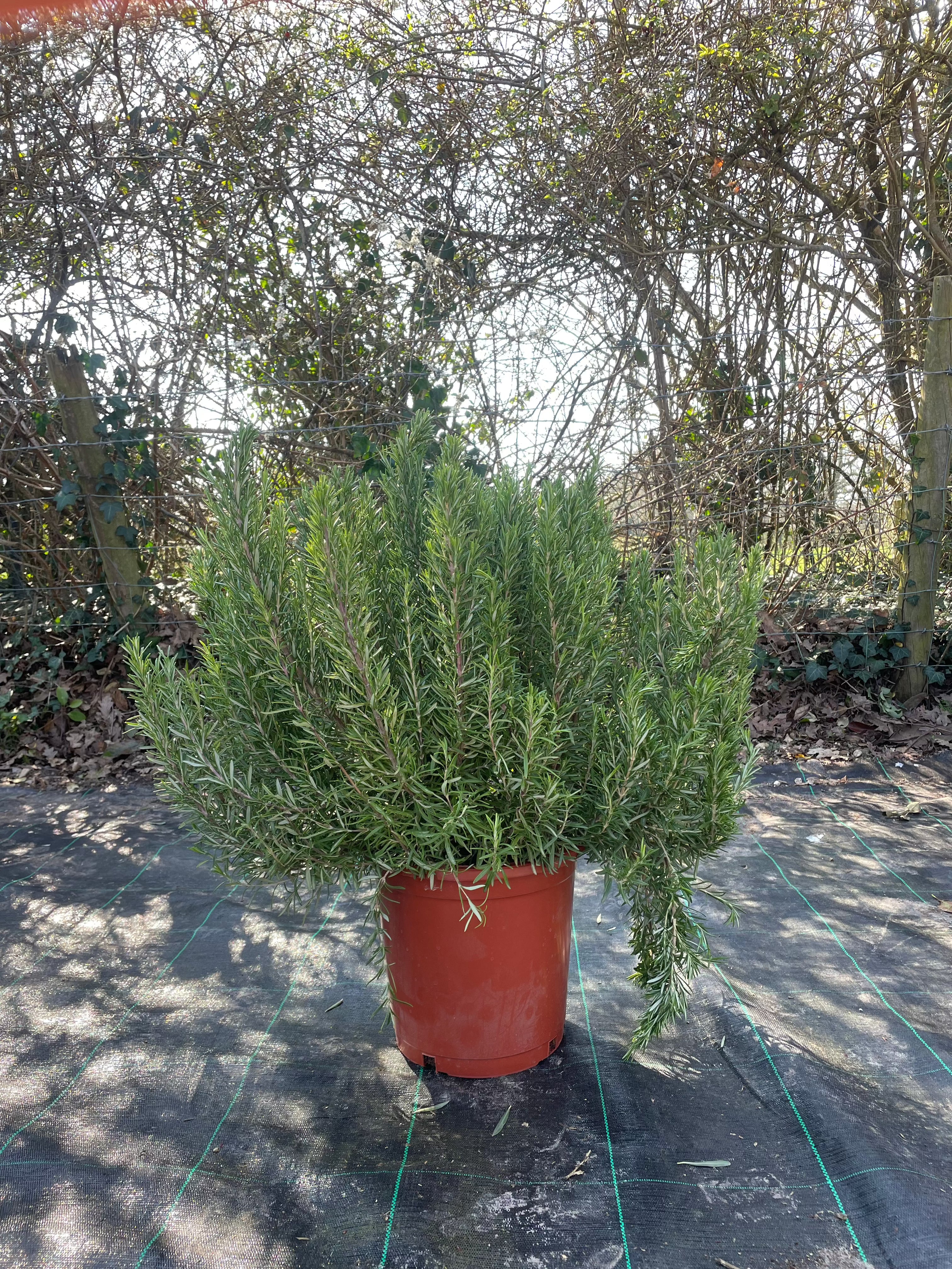 Rosemary - Buy Plants Online from  Web Garden Centre - Just £25! 