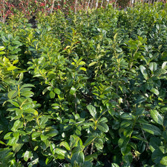 Cherry Laurel Container Grown Hedging Plant - Buy Plants Online from  Web Garden Centre - Just £21.50! 