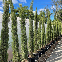 Italian Cypress Tree - Cupressus sempervirens 150-175cm 18L - Web Garden Centre