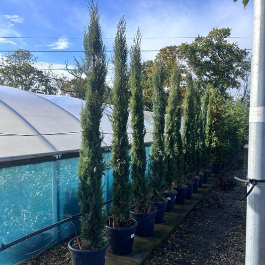 Italian Cypress Tree - Cupressus sempervirens 230-250cm 30L - Buy Plants Online from  Web Garden Centre - Just £200! 