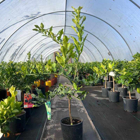 Kaffir Lime Citrus Tree 80cm 5L - Buy Plants Online from  Web Garden Centre - Free Delivery