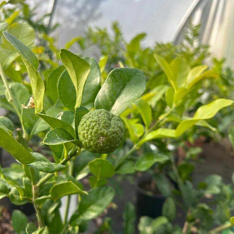 Kaffir Lime Citrus Tree 80cm 5L - Buy Plants Online from  Web Garden Centre - Free Delivery