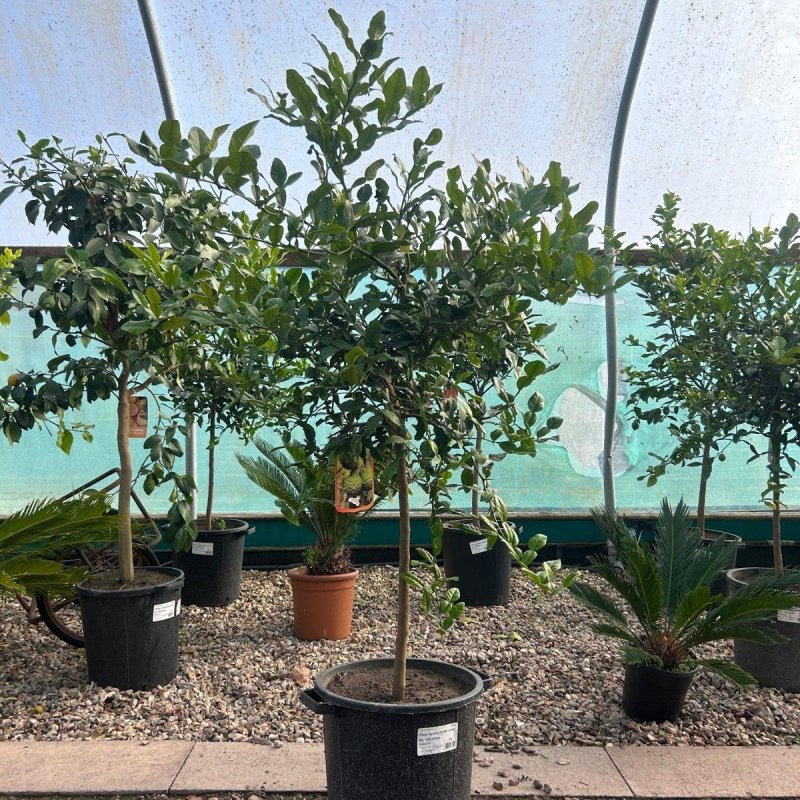 Kaffir Lime Citrus Tree 160-180cm 30L - Web Garden Centre
