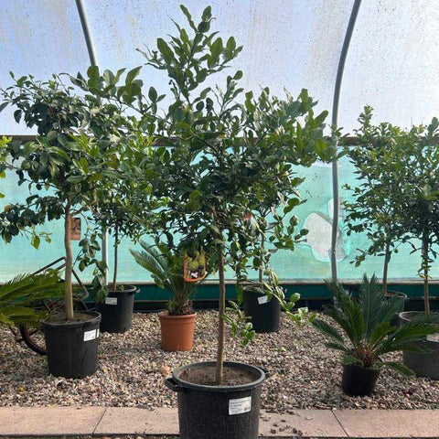 Kaffir Lime Citrus Tree 160-180cm 30L - Buy Plants Online from  Web Garden Centre - Free Delivery