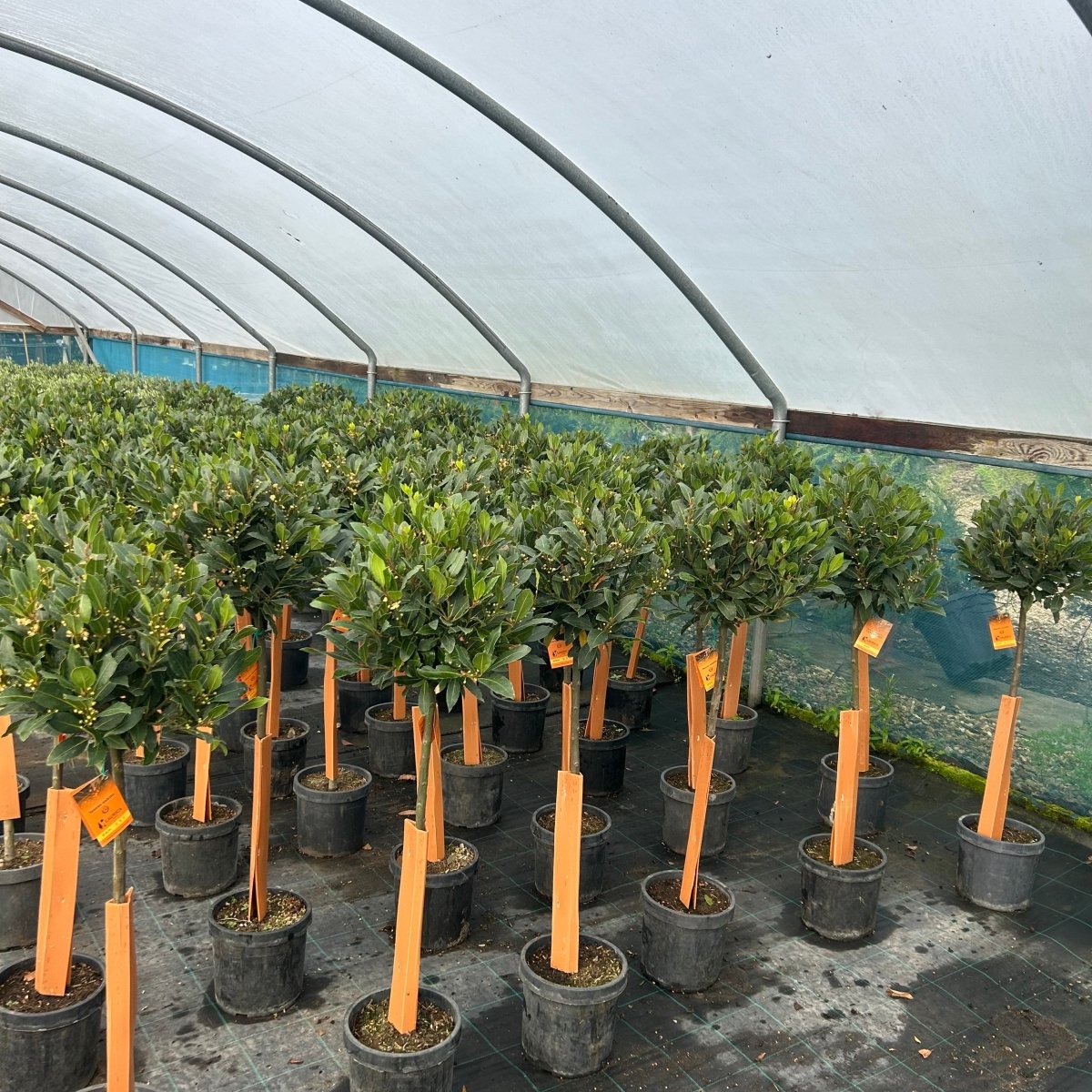 Large Bay Tree 100-120cm 5L - Web Garden Centre
