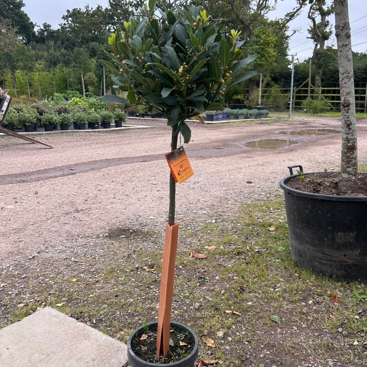 Large Bay Tree 100-120cm 5L - Web Garden Centre
