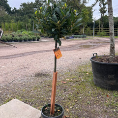 Large Bay Tree 100-120cm 5L - Web Garden Centre