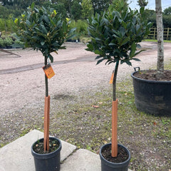 Large Bay Tree 100-120cm 5L - Web Garden Centre