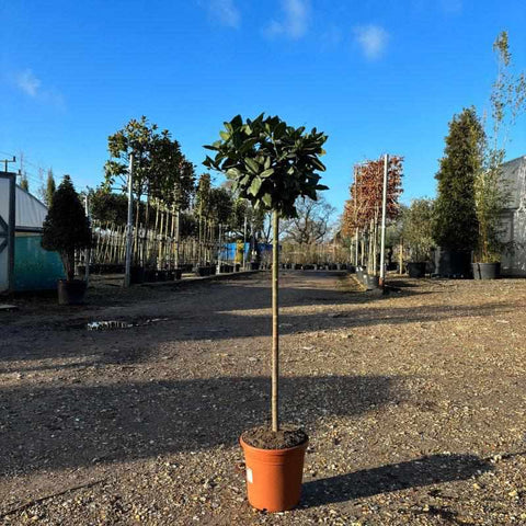 Large Bay Tree 140cm 10L - Buy Plants Online from  Web Garden Centre - Free Delivery