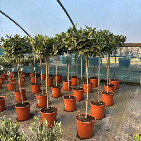 Large Bay Tree 140cm 10L - Buy Plants Online from  Web Garden Centre - Free Delivery