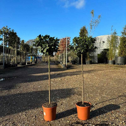 Large Bay Tree 140cm 10L - Buy Plants Online from  Web Garden Centre - Free Delivery